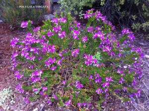 Polygala virgata - blooming